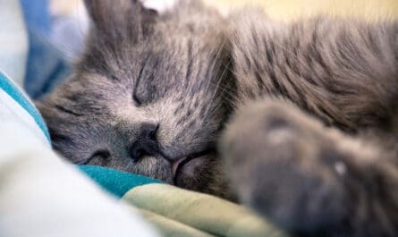 Chat Dormir