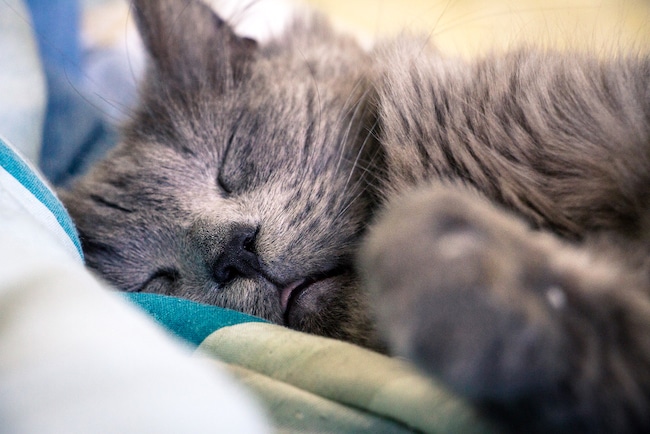 Les Chats : combien de temps ont-ils besoin de dormir ?