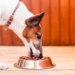 croquettes pour chien