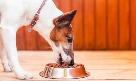 croquettes pour chien