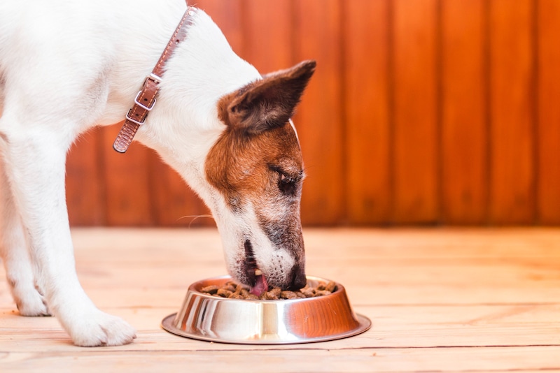 croquettes pour chien