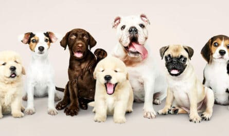 Races de Chien