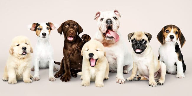 Races de Chien Existantes : notre guide d’adoption