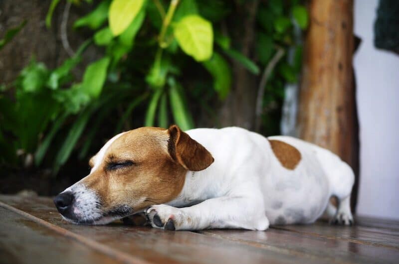 Combien de Temps dort un Chien : Ce que vous devez savoir !