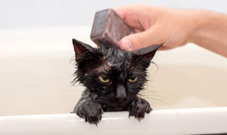laver chat