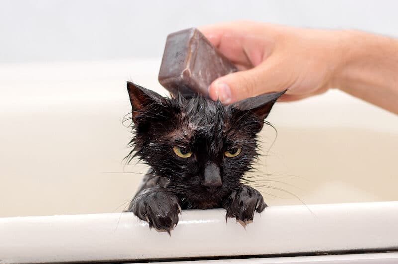 Laver votre Chat : prenez soin de l’hygiène de votre minou !