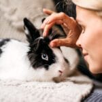 mutuelle pour lapin