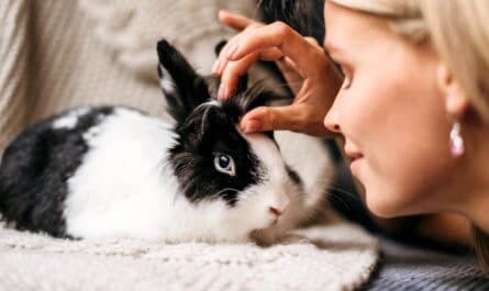 mutuelle pour lapin