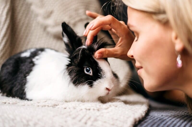 Mutuelle Lapin : Quelle est son utilité pour votre animal ?