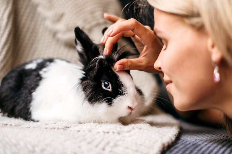 mutuelle pour lapin