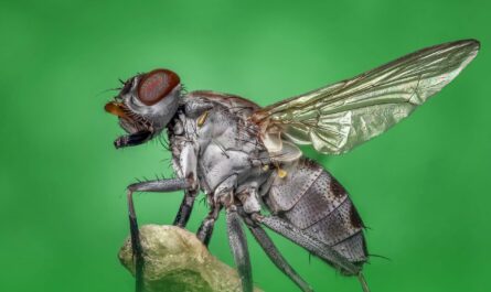 Mouche du terreau