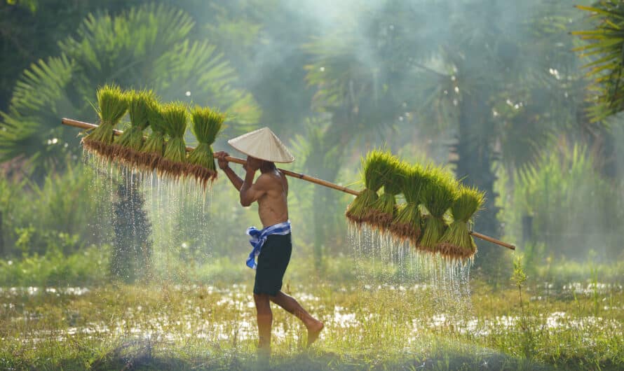 Demande de visa de longue durée en Thaïlande : le guide complet