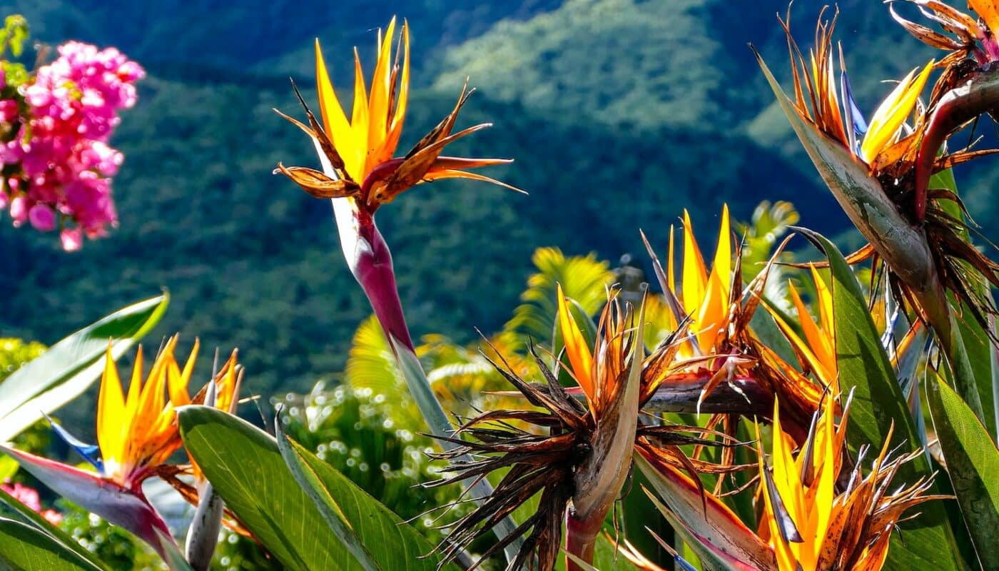 vacances La Reunion