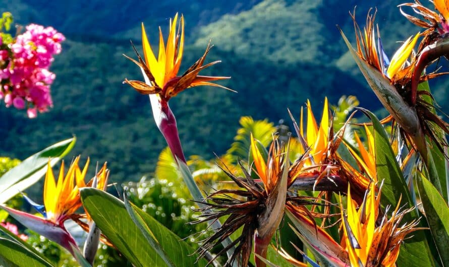 Quand partir à la Réunion ? : la période idéale pour passer de bonnes vacances