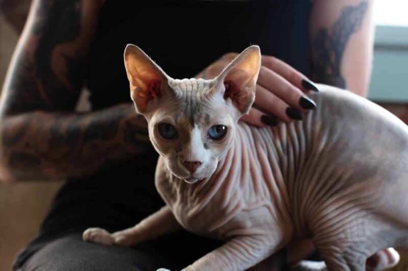 Les 10 chats les plus moches du monde