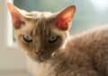 chat devon rex