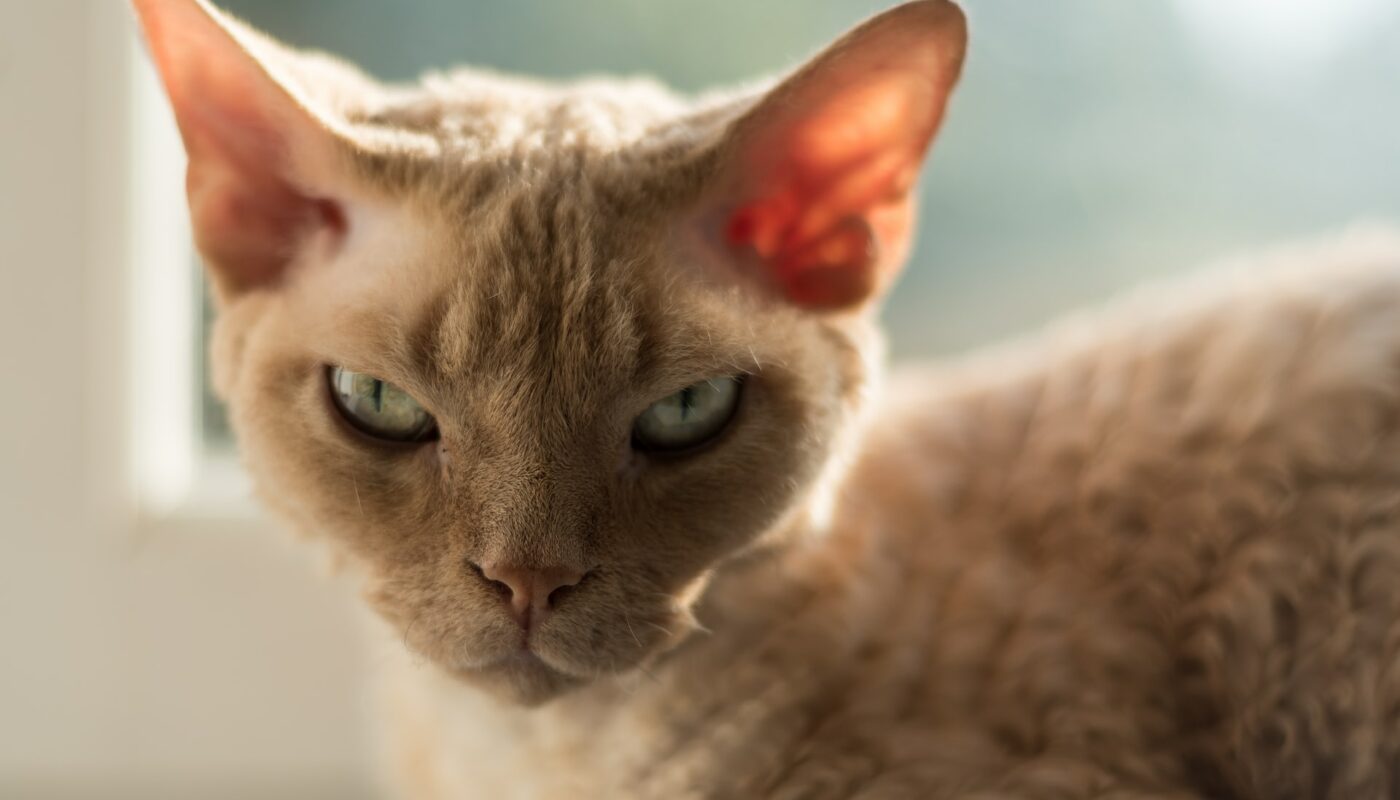 chat devon rex