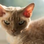 chat devon rex