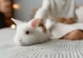 lapin blanc dans une maison