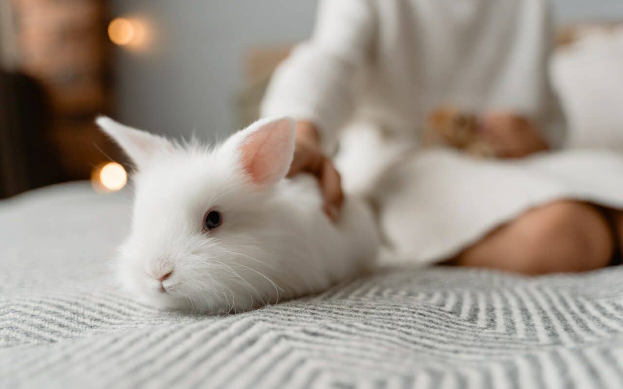 lapin blanc dans une maison