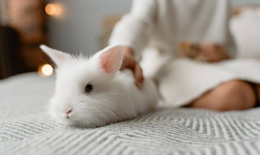 Top 10 des lapins les plus mignons du monde