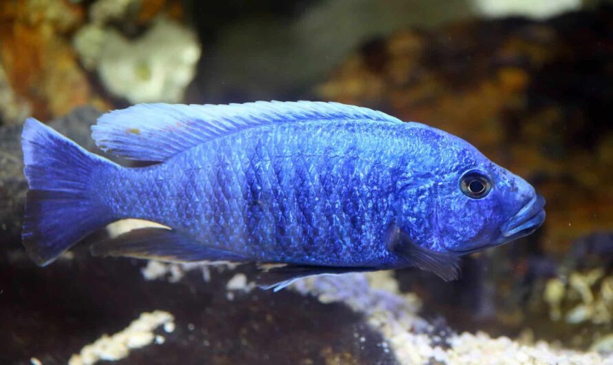 Les meilleurs compagnons de l’Electric Yellow Cichlid (Labidochromis caeruleus)