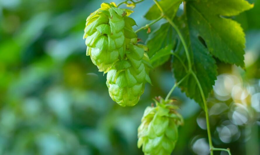 Brassage de bière : houblon en cônes ou pellets, comment choisir ?