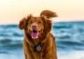 Pourquoi est-il important de connaître la race de son chien ?