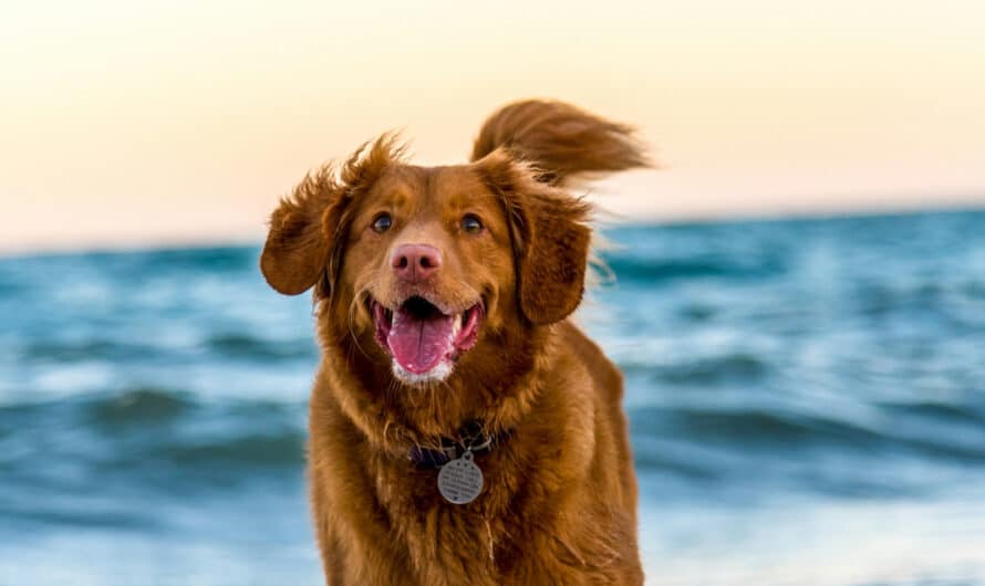 Pourquoi est-il important de connaître la race de son chien ?