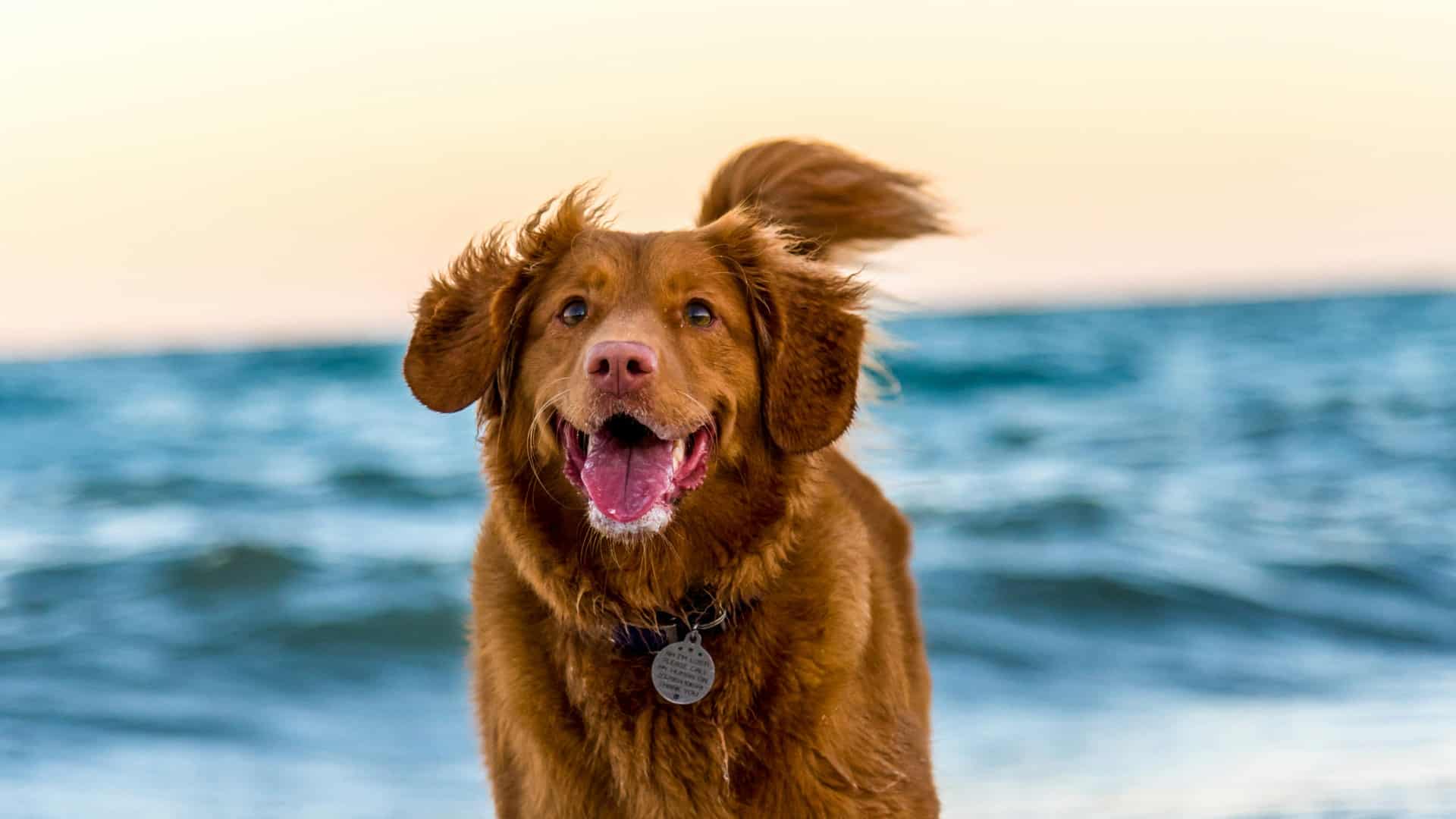 Pourquoi est-il important de connaître la race de son chien ?